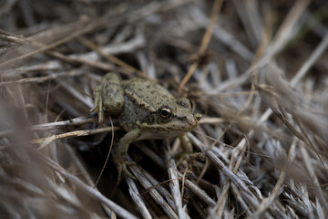 Frog