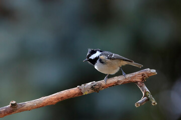 Obraz premium Close-up portrait of songbird on a twig in a strong backlight on neutral background and wonderful bokeh. Coat Tit, Periparus ater. Czech Republic.