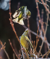 Action photo of the duel of two songbirds in a very dynamic pose in a backlight on a dark...