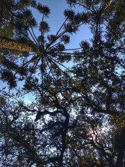 Araucária - Cânion Itaimbezinho - Parque Nacional de Aparados da Serra - Canyons
Aparados da Serra National Park is in south Brazil. It’s known for the Fortaleza and Itaimbezinho Canyon
