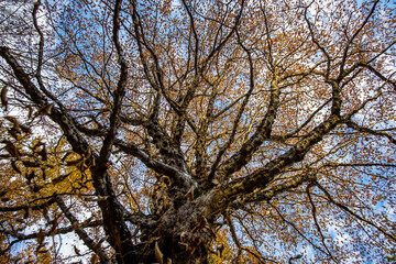 View from below to a huge tree. The branches has few leaves because it's autumn season.
The foliage cover the entire image.