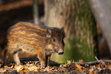 Small Wild boar in the autumn forest
