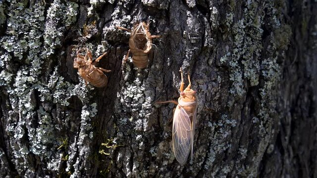 a brown cicada, on a eucalyptus tree, beside a shell it emerged from at ebor in nsw, australia
