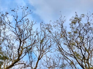 Tree - Cânion Fortaleza - Parque Nacional de Aparados da Serra - Canyons Cambará do Sul
Aparados da Serra National Park is in south Brazil. It’s known for the Fortaleza and Itaimbezinho Canyon