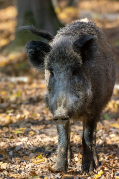 Wild boar in the autumn forest