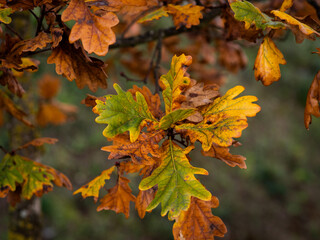 detail of oak leaves (Quercus robur) with blurred background - autumnal background
