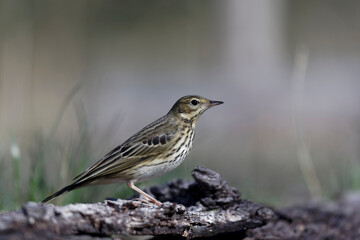 Pipit des arbres