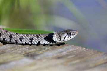 Natrix helvetica