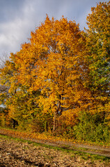 Naklejka premium Baum