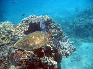 Green Sea Turtles, Hawaii