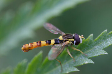 Sphaerophoria scripta