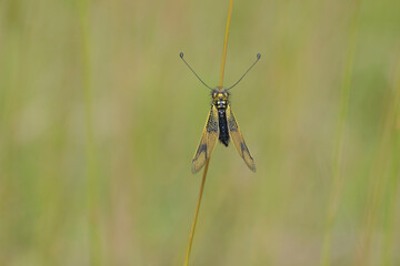 Libelloides longicornis