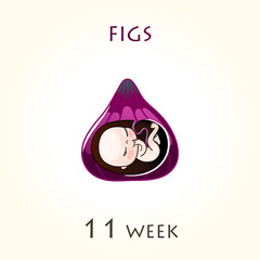 Stages of development of pregnancy, the size of the embryo for weeks. Human fetus inside the uterus. 11 week of 42 weeks of pregnancy. Vector illustrations figs
