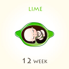 Stages of development of pregnancy, the size of the embryo for weeks. Human fetus inside the uterus.12 week of 42 weeks of pregnancy. Vector illustrations lime