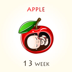Stages of development of pregnancy, the size of the embryo for weeks. Human fetus inside the uterus. 13 week of 42 weeks of pregnancy. Vector illustrations Apple