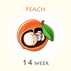 Stages of development of pregnancy, the size of the embryo for weeks. Human fetus inside the uterus. 14 week of 42 weeks of pregnancy. Vector illustrations peach