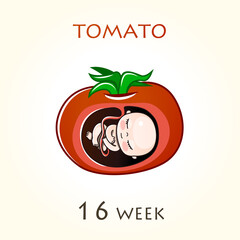 Stages of development of pregnancy, the size of the embryo for weeks. Human fetus inside the uterus. 16 week of 42 weeks of pregnancy. Vector illustrations tomato