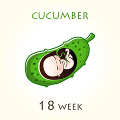 Stages of development of pregnancy, the size of the embryo for weeks. Human fetus inside the uterus. 18 week of 42 weeks of pregnancy. Vector illustrations cucumber