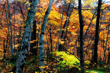 Autumn leaves autumn foliage autumn colors fall leaves
fall
