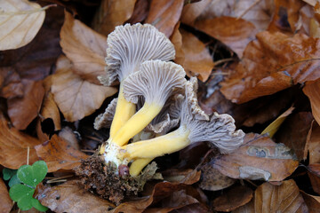 Group of Craterellus tubaeformis (formerly Cantharellus tubaeformis) is lying on ground. It is an edible fungus, also known as Yellowfoot, winter mushroom, or Funnel Chanterelle.