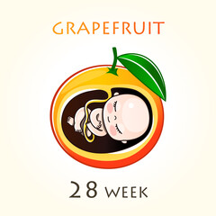 Stages of development of pregnancy, the size of the embryo for weeks. Human fetus inside the uterus. 28 week of 42 weeks of pregnancy. Vector illustrations grapefruit