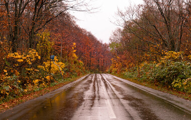 Autumn leaves autumn foliage autumn colors fall leaves
fall