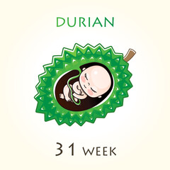 Stages of development of pregnancy, the size of the embryo for weeks. Human fetus inside the uterus. 31 week of 42 weeks of pregnancy. Vector illustrations durian