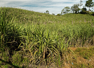 Costa Rica landscape with the sugar cane plantation. Green field, blue sky in the Central or South America