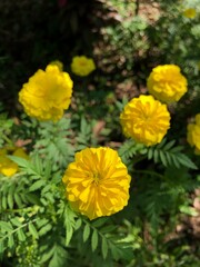 yellow flowers in the garden