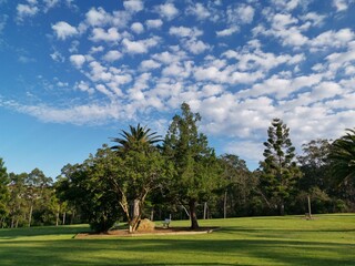 Fototapeta na wymiar Beautiful view of a park with green grass and tall trees and deep blue sky with light clouds in the background, Heritage park, Castle Hill, Sydney, New South Wales, Australia 