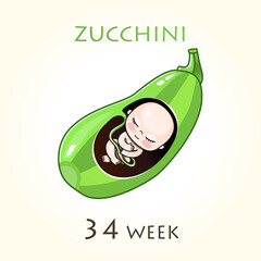 Stages of development of pregnancy, the size of the embryo for weeks. Human fetus inside the uterus. 34 week of 42 weeks of pregnancy. Vector illustrations zucchini