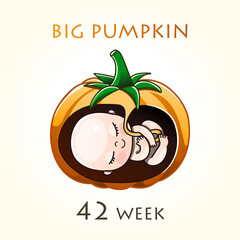 Stages of development of pregnancy, the size of the embryo for weeks. Human fetus inside the uterus. 15 week of 42 weeks of pregnancy. Vector illustrations pumpkin