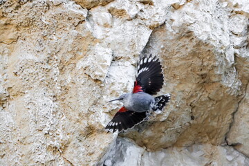 Mountain flying jewel, flying arround a rock looking for beetles and other bugs. Grey bird with red...