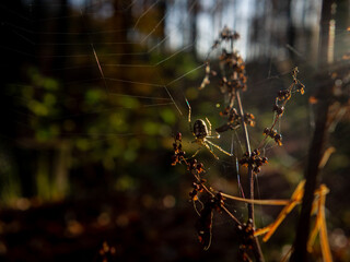spider on a web in sunshine