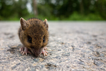 Small mouse on the forest road
