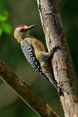 Hoffmanns Woodpecker - Melanerpes hoffmannii resident breeding bird from southern Honduras south to Costa Rica. It is a common species on the Pacific slopes