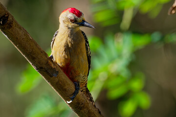 Hoffmanns Woodpecker - Melanerpes hoffmannii resident breeding bird from southern Honduras south to Costa Rica. It is a common species on the Pacific slopes