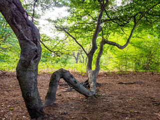 old tree in the forest