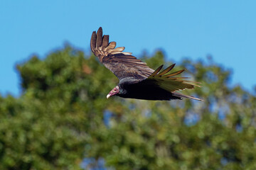 Turkey Vulture - Cathartes aura also known as the turkey buzzard and in some areas of the Caribbean as the John crow or carrion crow, is the most widespread of the New World vultures