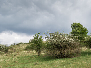 landscape of small trees and bushes and cloudy sky