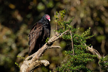 Turkey Vulture - Cathartes aura also known as the turkey buzzard and in some areas of the Caribbean as the John crow or carrion crow, is the most widespread of the New World vultures