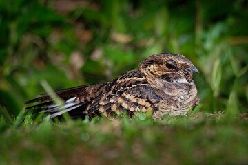 Pauraque - Nyctidromus albicollis also called common pauraque in the night, nightjar species, one of two birds in the genus Nyctidromus, breeds in the subtropical and tropical of the New World