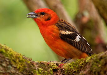 Flame-colored Tanager  - Piranga bidentata formerly stripe-backed tanager, American songbird, Formerly placed in the tanager family Thraupidae, now classified in the cardinal family Cardinalidae