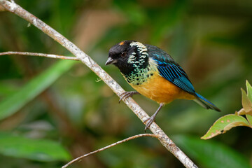 Spangle-cheeked Tanager - Tangara dowii passerine bird, endemic resident breeder in the highlands of Costa Rica and Panama, formerly considered conspecific with green-naped tanager