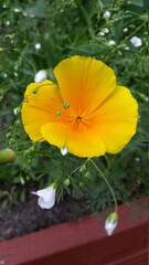 orange flower in garden