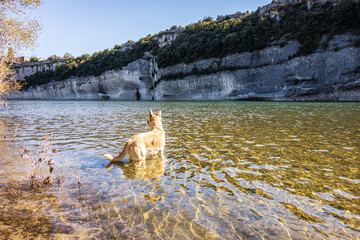 A golden dog standing in a river in front of steep cliffs