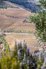 Autumn in Douro Valley, Portugal