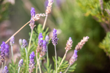 Close-up of lavender flowers in natural light