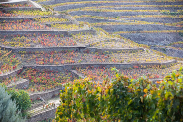 Autumn in Douro Valley, Portugal