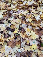 autumn leaves background